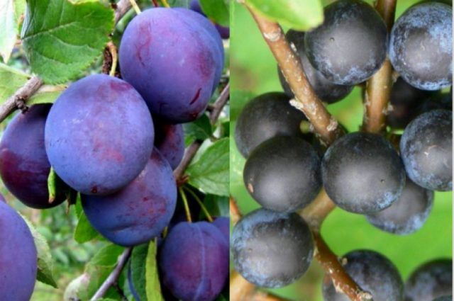 How to plant a plum in spring: step by step