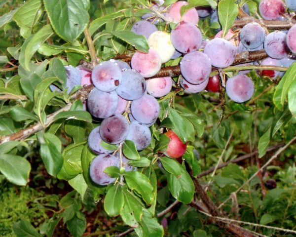 How to plant a plum in spring: step by step