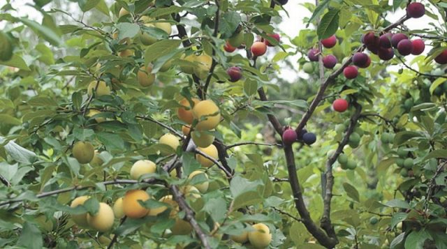 How to plant a plum in spring: step by step