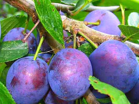 How to plant a plum in spring: the subtleties and tricks of agricultural technology