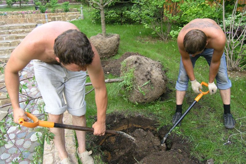 How to plant a plum in spring: the subtleties and tricks of agricultural technology