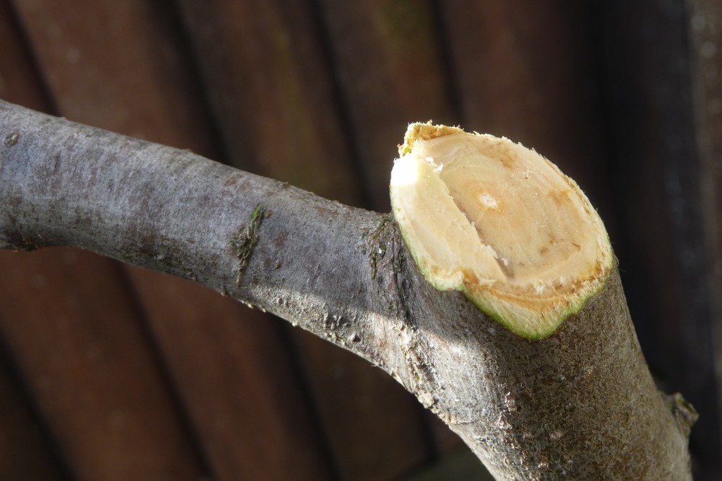 How to plant a plum in spring: the subtleties and tricks of agricultural technology