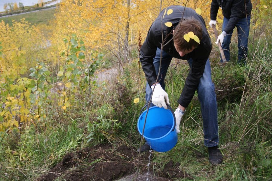 How to plant a plum in spring: the subtleties and tricks of agricultural technology