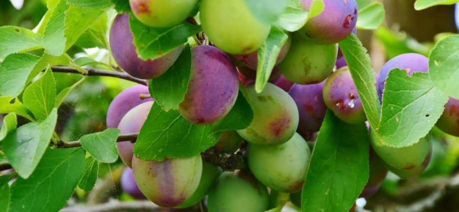 How to plant a plum in spring: the subtleties and tricks of agricultural technology