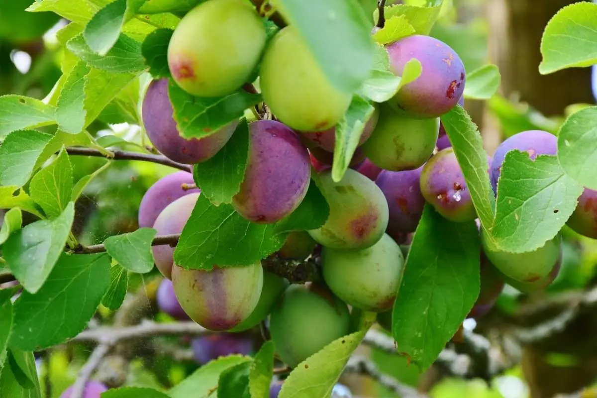 How to plant a plum in spring: the subtleties and tricks of agricultural technology