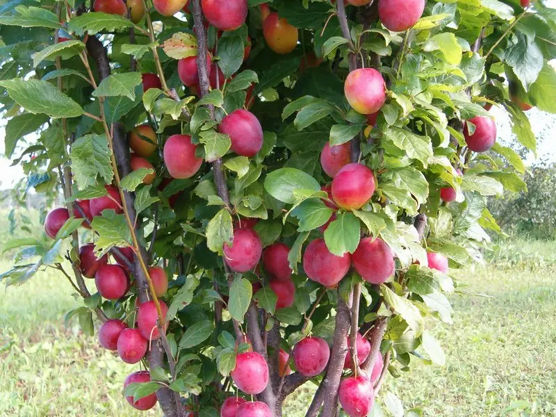 How to plant a plum: the right technology