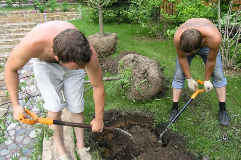 How to plant a plum: the right technology