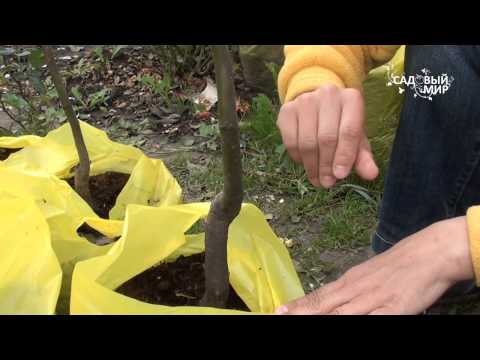 How to plant a plum: the right technology