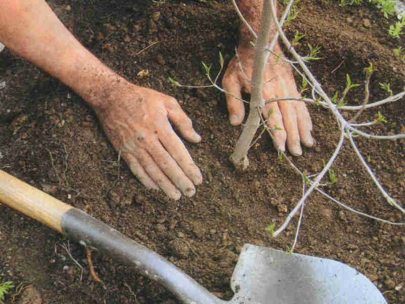 How to plant a plum: the right technology