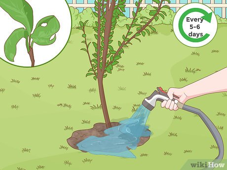 How to plant a plum: the right technology