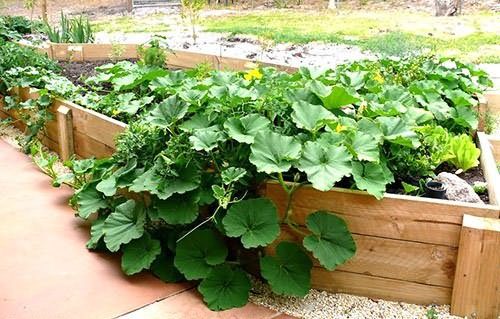 How to plant a pumpkin in open ground with seeds