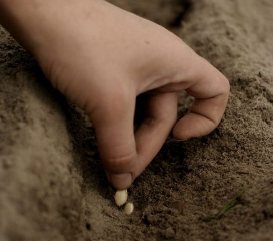 How to plant a pumpkin in open ground with seeds