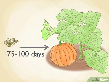 How to plant a pumpkin in open ground with seeds