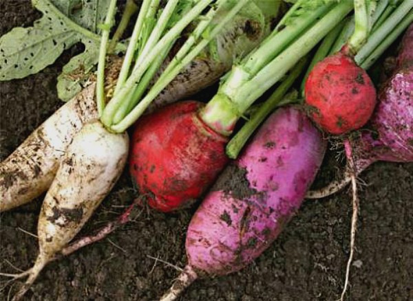 How to plant a radish: simple rules with step by step instructions