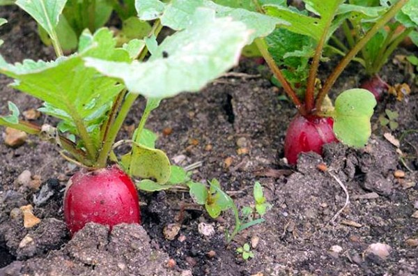 How to plant a radish: simple rules with step by step instructions