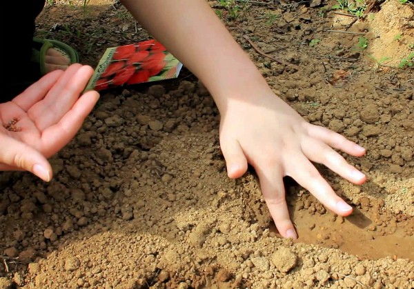 How to plant a radish: simple rules with step by step instructions