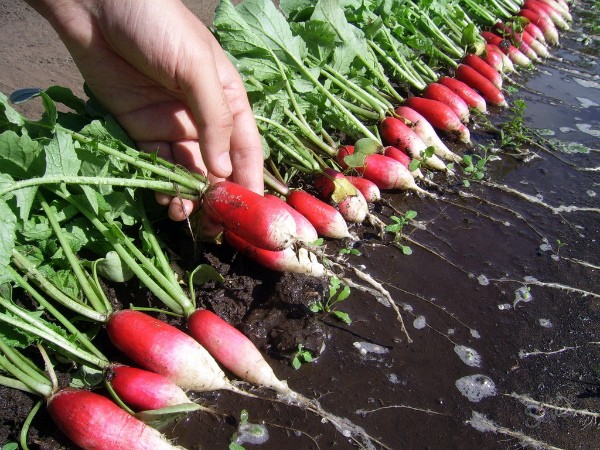 How to plant a radish: simple rules with step by step instructions