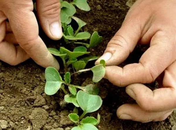 How to plant a radish: simple rules with step by step instructions