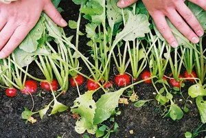 How to plant a radish: simple rules with step by step instructions