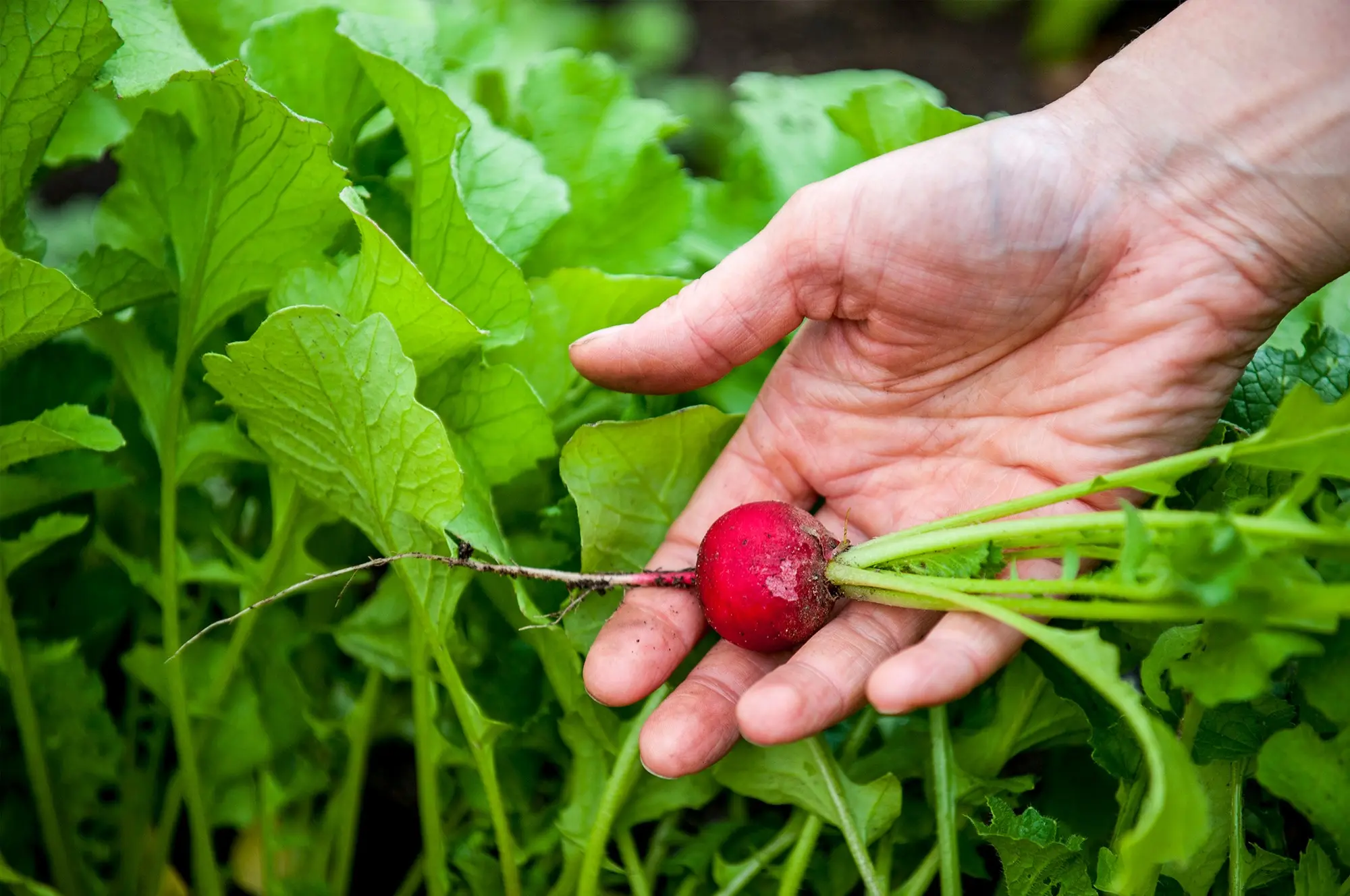 How to plant a radish: simple rules with step by step instructions