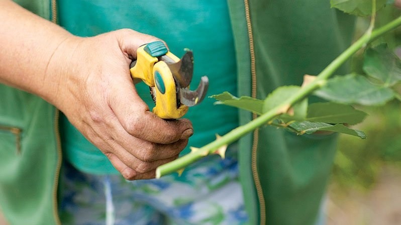 How to plant a rose from a cutting in open ground: basic rules