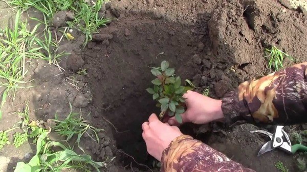 How to plant a rose from a cutting in open ground: basic rules