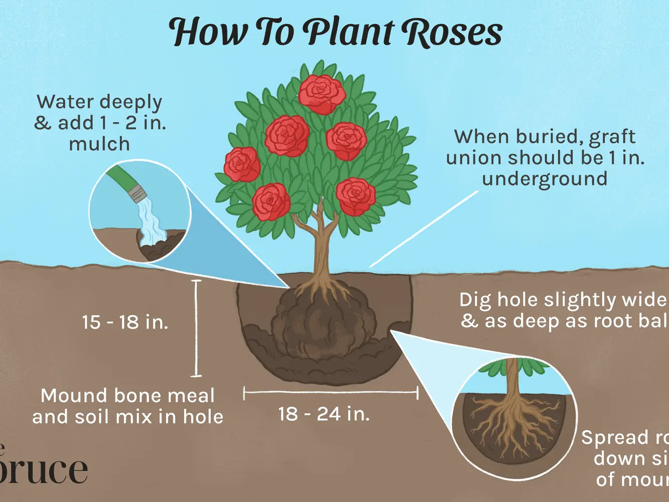 How to plant a rose from a cutting in open ground: basic rules