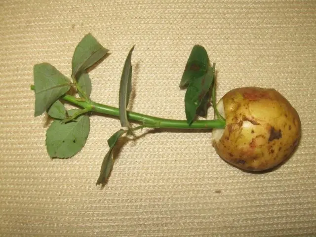 How to plant a rose in a potato at home: photo, step by step