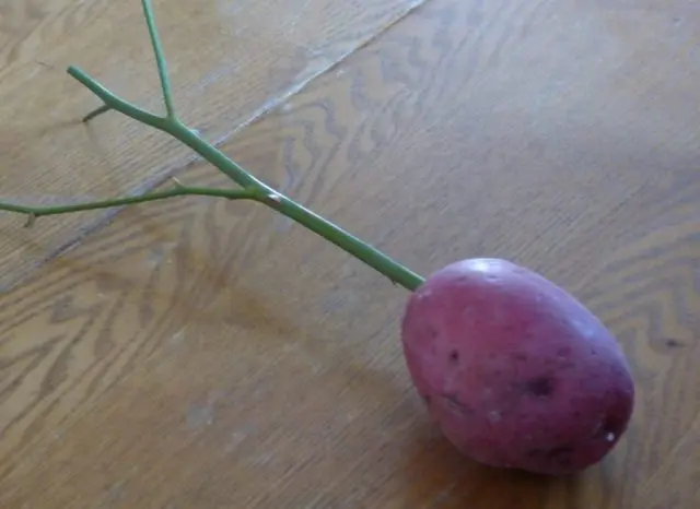 How to plant a rose in a potato at home: photo, step by step