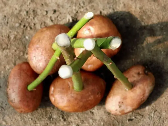 How to plant a rose in a potato at home: photo, step by step