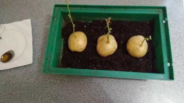 How to plant a rose in a potato at home: photo, step by step