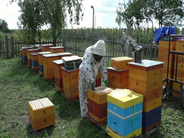 How to plant a swarm mother liquor to bees