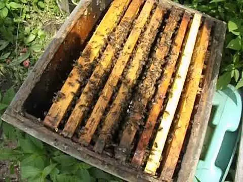 How to plant a swarm mother liquor to bees