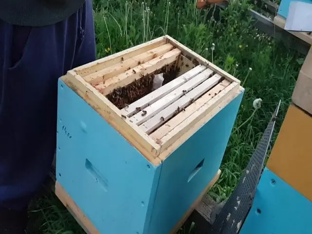 How to plant a swarm mother liquor to bees