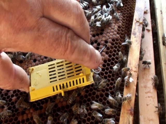 How to plant a swarm mother liquor to bees