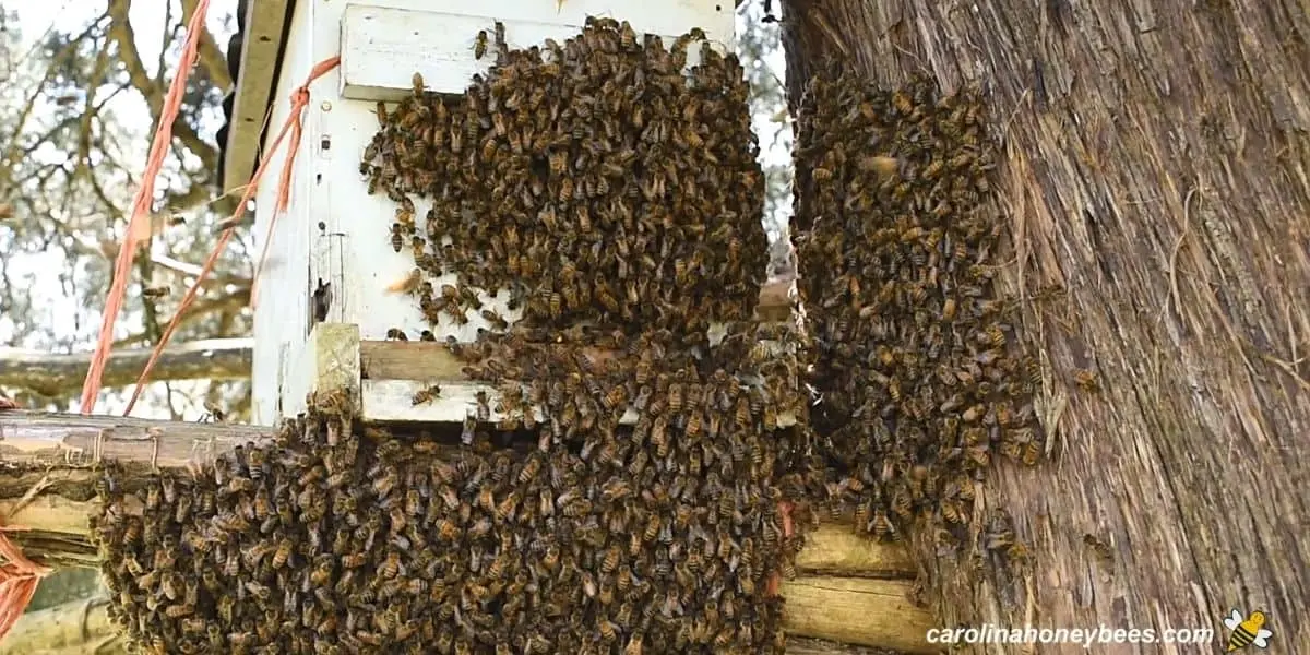 How to plant a swarm mother liquor to bees