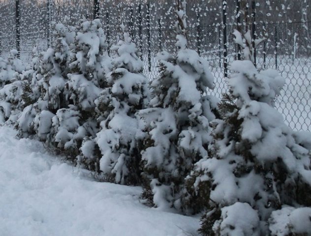 How to plant a thuja in the fall in open ground: terms, rules, preparation for winter, shelter for the winter