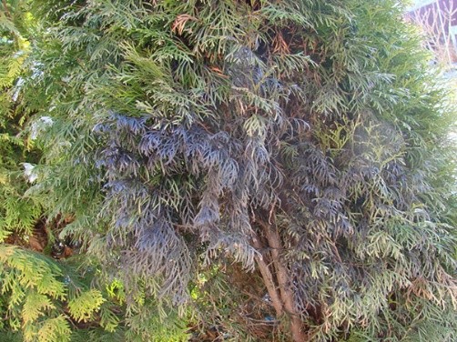 How to plant a thuja in the fall in open ground: terms, rules, preparation for winter, shelter for the winter