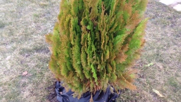 How to plant a thuja in the fall in open ground: terms, rules, preparation for winter, shelter for the winter