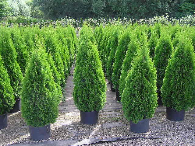 How to plant a thuja in the fall in open ground: terms, rules, preparation for winter, shelter for the winter