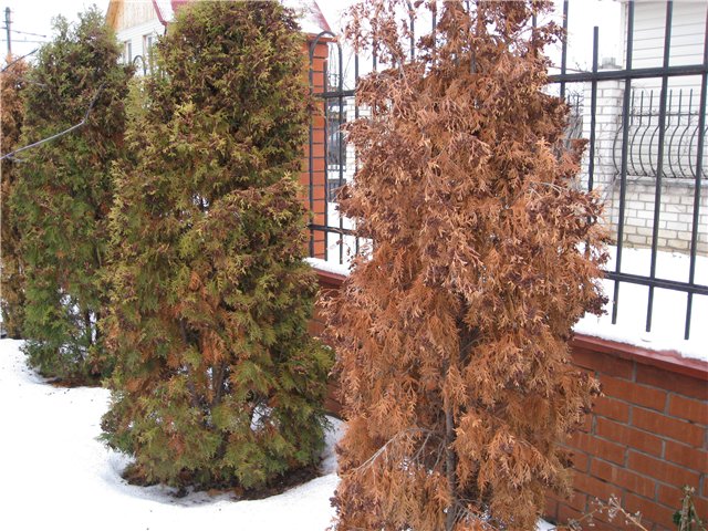 How to plant a thuja in the fall in open ground: terms, rules, preparation for winter, shelter for the winter