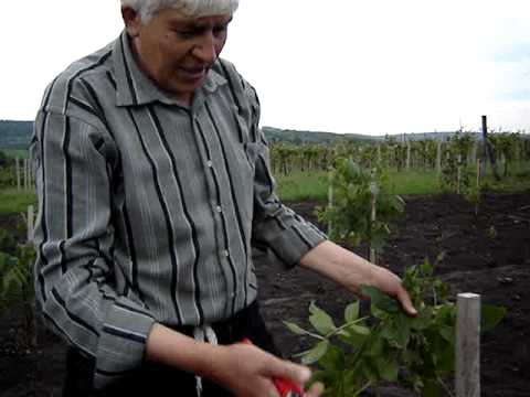 How to plant a walnut: various effective ways