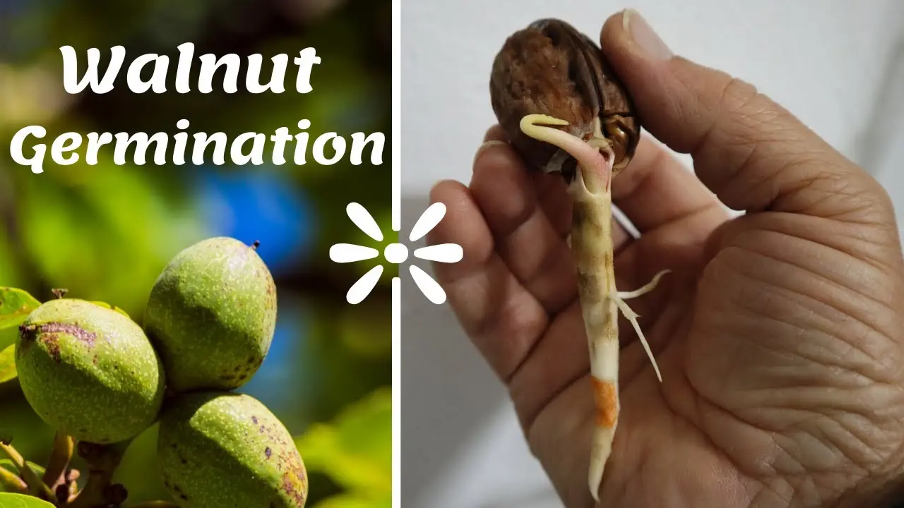 How to plant a walnut: various effective ways