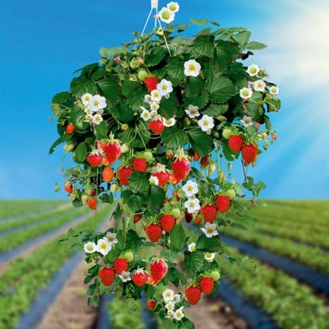 How to plant ampelous strawberries