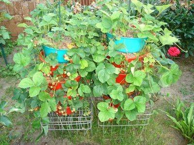 How to plant ampelous strawberries