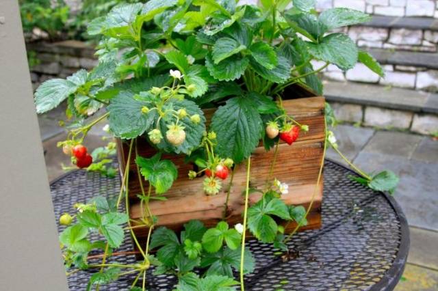 How to plant ampelous strawberries