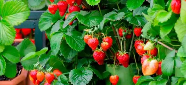 How to plant ampelous strawberries