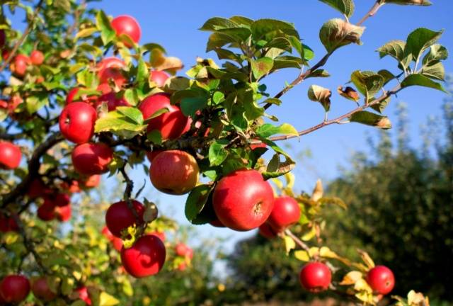 How to plant an apple tree in autumn