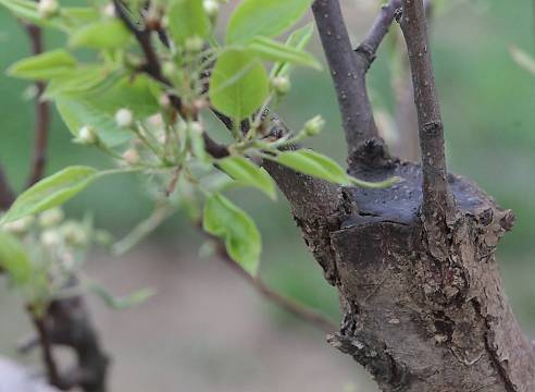 How to plant an apple tree in autumn