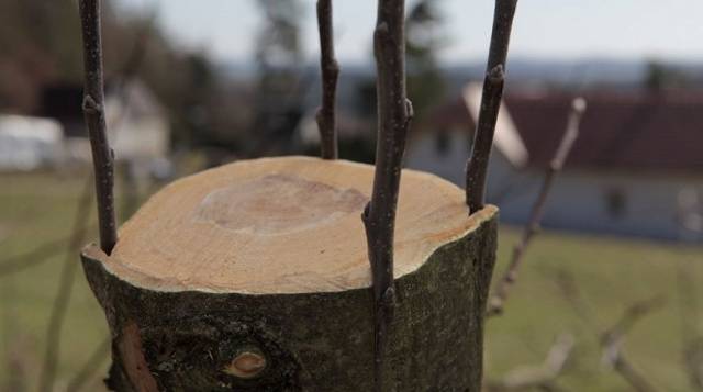 How to plant an apple tree in autumn